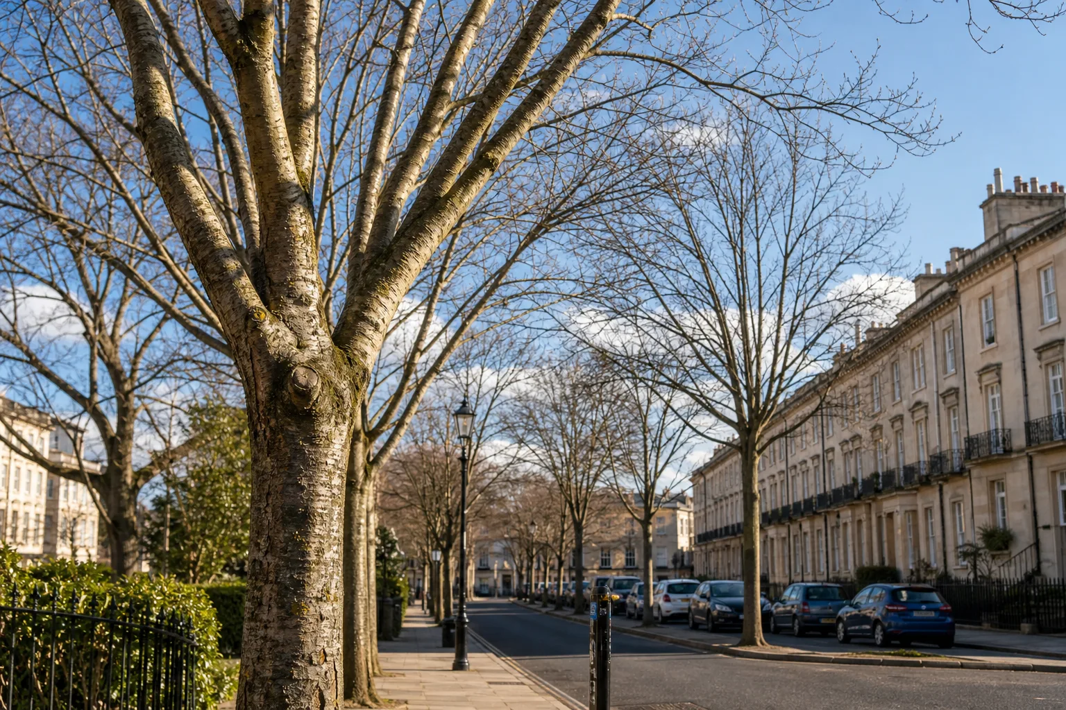 Leafless trees lining a quiet street with parked cars and classic beige townhouse buildings under a blue sky